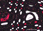 ABDOULAYE SADJI 3.gif